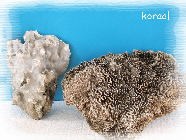koraal.jpg