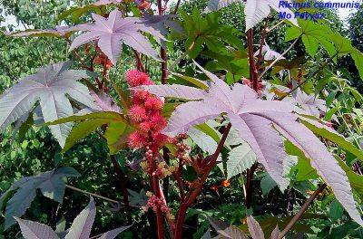 Ricinus_communis.jpg